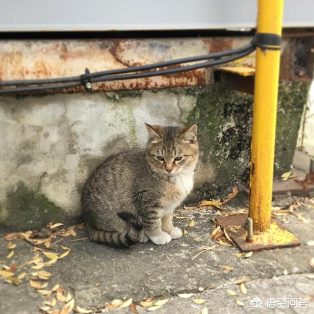 乡下怎么养猫:大家平时是怎么喂流浪猫的？