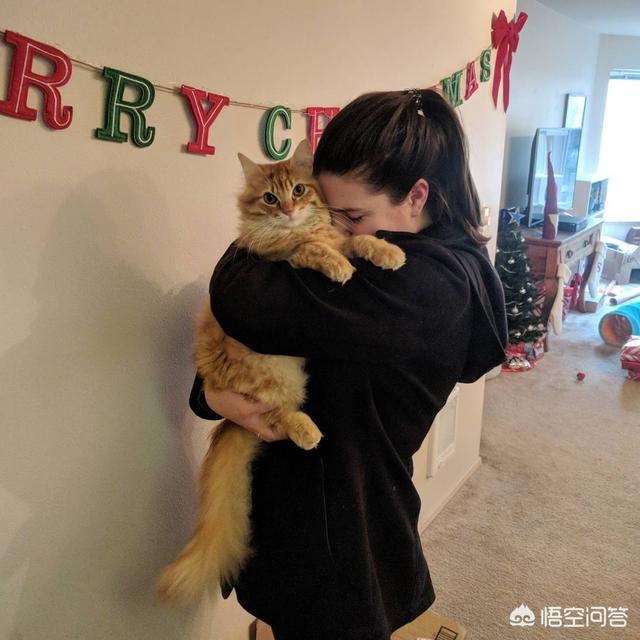 乡下怎么养猫:大家平时是怎么喂流浪猫的？
