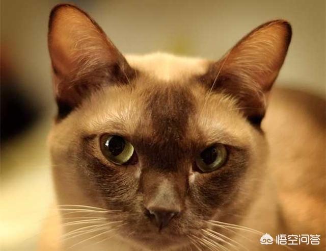 世界名猫之爪哇猫品种介绍:缅甸猫是哪个国家的品种？