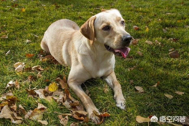 训犬教程:怎样才能养出一只听话的狗呢？ 训犬教程全集免费版