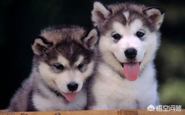 训犬教程:怎样才能养出一只听话的狗呢？ 训犬教程全集免费版