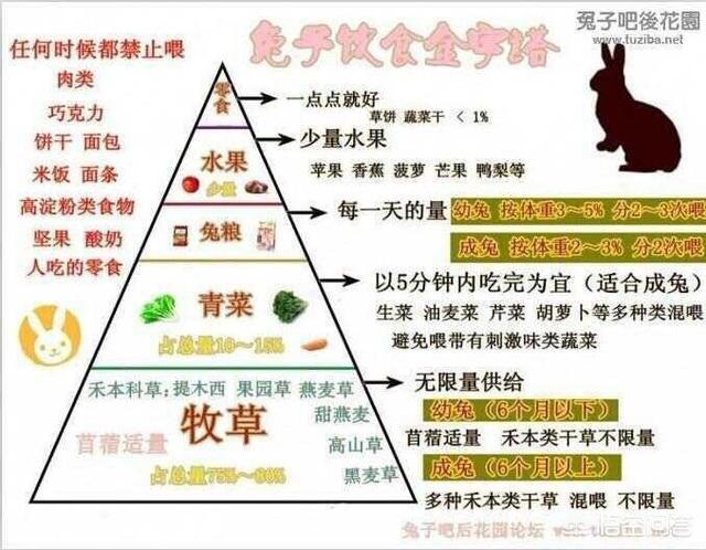 德国bunny草本兔粮官网:花枝鼠新手该如何养殖花枝鼠？有全面学习的教程吗？