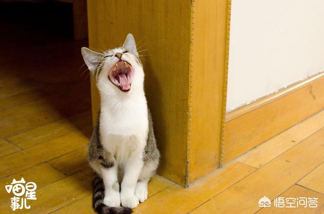 女友叫我铲屎官是什么意思:猫奴和铲屎官其实是两种不一样的人，你是哪种？