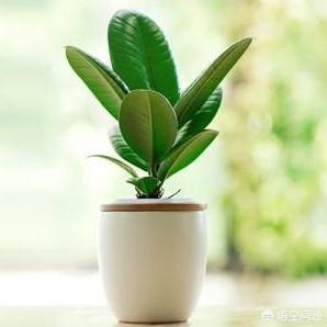 橡皮树图片:橡皮树的枝条木质化了如何修剪？