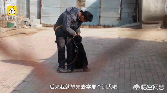 中国导盲犬培训:不是盲人可以带导盲犬上公交吗，有哪些规定？