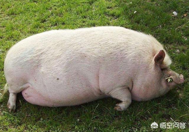 山东240斤胖妈太胖像猪图片