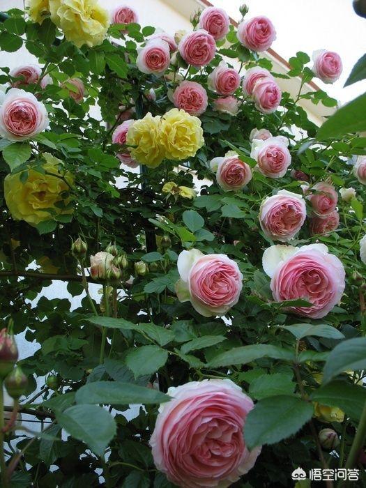 悟空问答 在花园种植哪些植物比较适合 30个回答