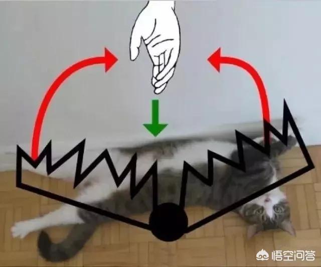 小猫跳出来轻轻咬一下腿就跑:我家猫咪每天早上8:00锻炼身体，两房间来回的串，你家的呢？