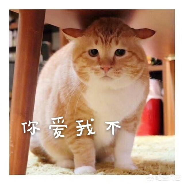 头条问答 你为什么喜欢猫咪 旅人与猫的回答 0赞