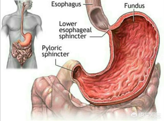 患有反流性食管炎的人三餐该吃什么?-育儿网