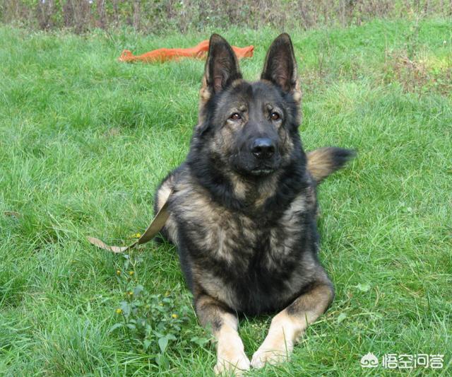 西施犬值钱吗:为什么中华田园犬就不如其他狗“值钱”？
