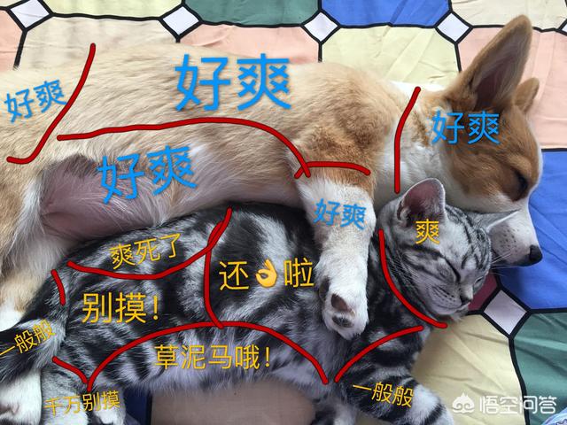 两只猫的二重奏视频:养猫为什么会上瘾？明明已经有两只了，为啥还想再养？