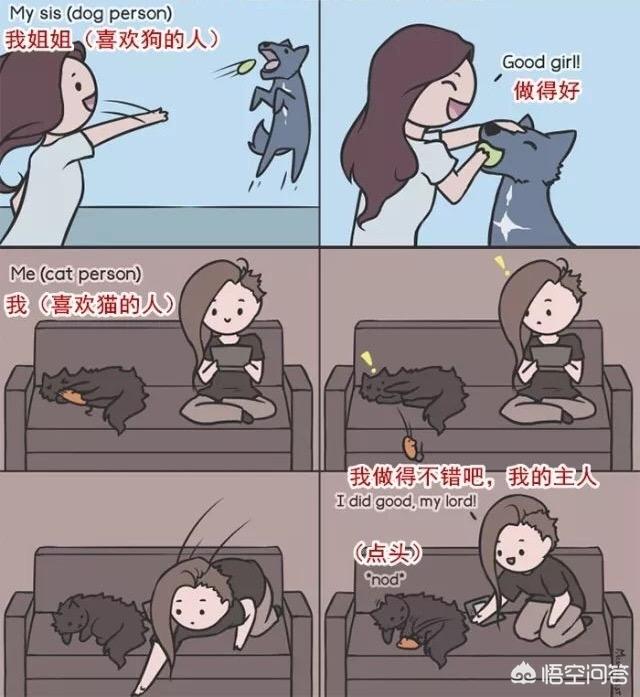 两只猫的二重奏视频:养猫为什么会上瘾？明明已经有两只了，为啥还想再养？