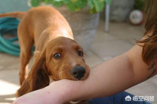 感染狂犬病会学狗叫吗:我的室友总是学狗叫怎么办？