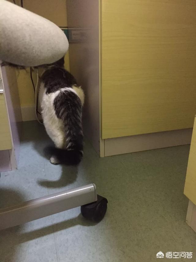 猫吃生骨肉一天多少克:猫生骨肉一天喂多少 关于猫咪寄生虫问题，生骨肉喂养的猫咪，需要更勤做驱虫么？