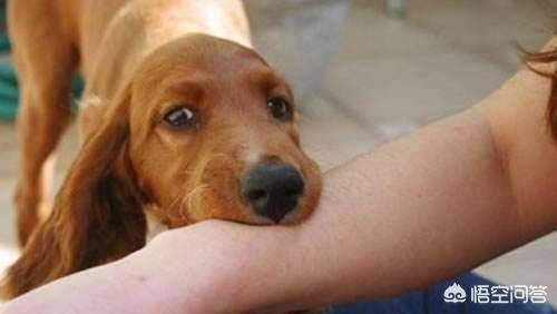 怎样判断用不用打狂犬疫苗:打了狂犬疫苗，是不是就没事了？
