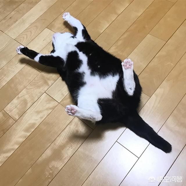 猫玩:猫咪晚上十分活泼怎么办？