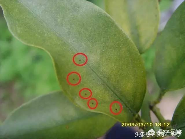 锈壁虱用何种药:锈壁虱用什么药治疗 红蜘蛛用什么药去除最有效？其原理是什么？