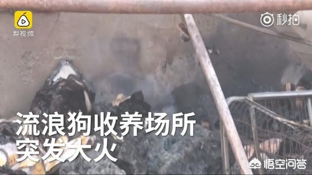 屠宰场踢门救狗事件:随着城市化的推进，流浪狗救助中心一般都会设置在哪里？