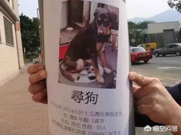给狗狗取名字独一无二:怎样给自己的狗狗取名字？