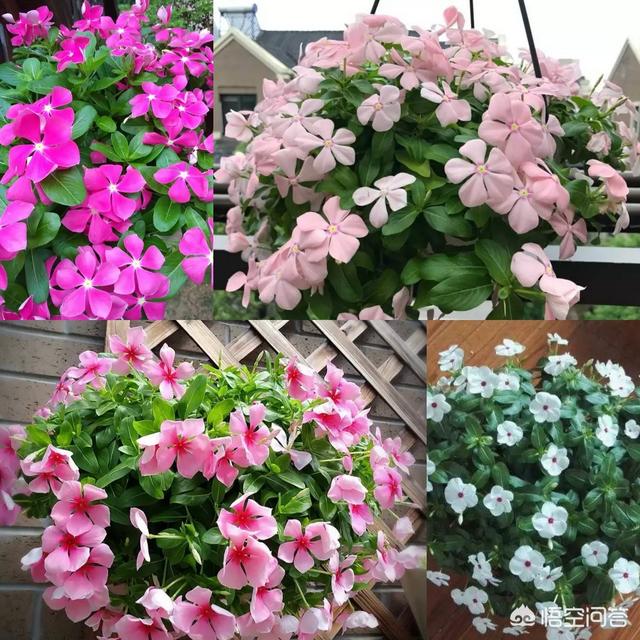 扶桑花的寓意,盆栽扶桑花一年能开几次花？