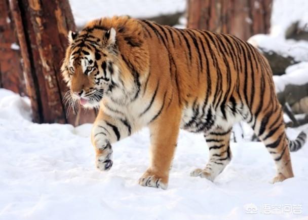 野生藏獒咬架视频:十只藏獒能打赢一头雄狮吗？