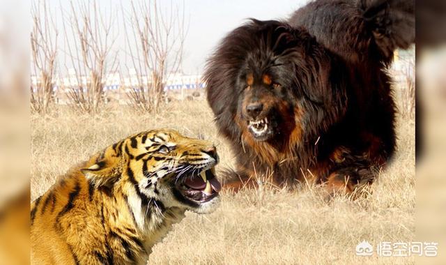 藏獒vs狼:藏獒和东北虎打架，哪个更厉害？ 藏獒vs比特犬