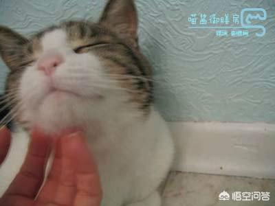 蓝猫咕噜噜:猫咪的喉咙总咕噜咕噜响,怎么回事？