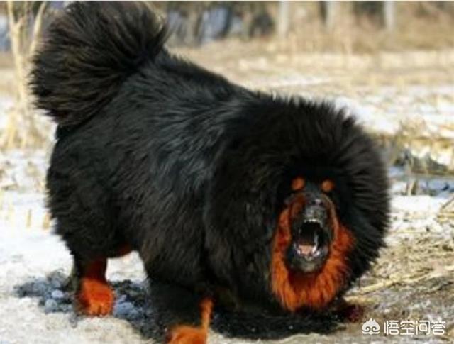 广东中国沙皮犬:中国本土狗狗都有哪些品种？ 中国沙皮犬价格