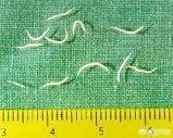海乐妙体内驱虫会拉虫吗:猫咪吃了驱虫药一定会排出虫子么？