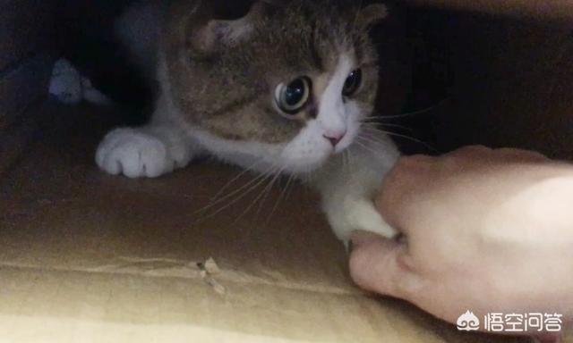 健康猫:该不该安乐死一只健康的宠物猫？