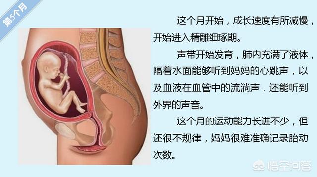 胎儿的发育过程:怀孕各周期胎儿发育是怎么样变化的？