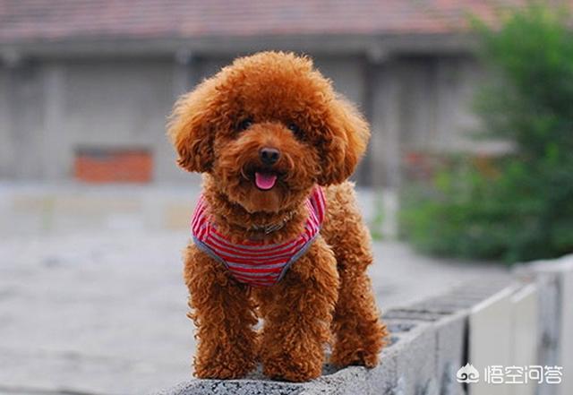 国产猛犬排行榜:目前有哪些狗狗比较流行？ 中国猛犬排行榜前十名