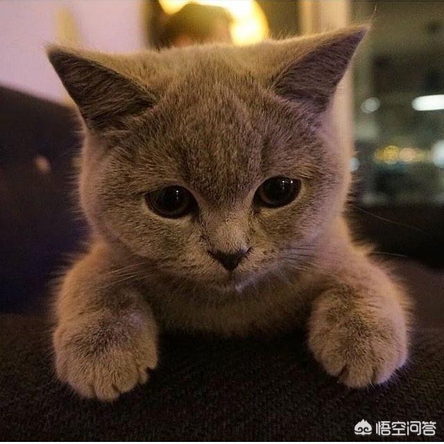 小野猫:卖猫的说，我捡的是个小野猫，是吗？