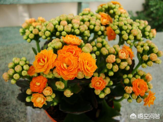 长寿花的繁殖方法大全:刚买的长寿花苗怎么栽种？