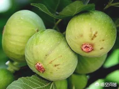 糖尿病人可吃无花果吗？