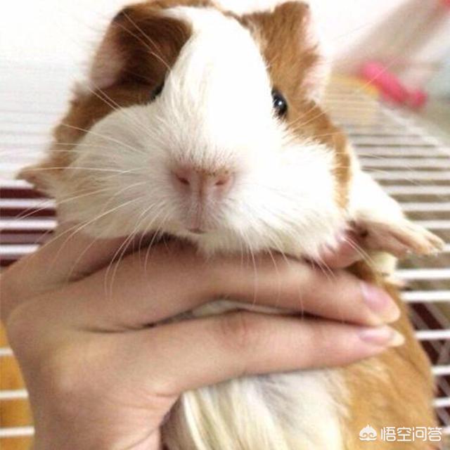 荷兰猪图片多少钱一只:想养殖荷兰猪该怎么办，成本高吗？