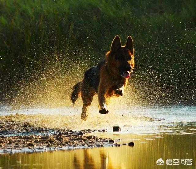 小牧羊犬吃什么好:边境牧羊犬喜欢吃什么食物，怎么喂养边境牧羊犬幼犬？