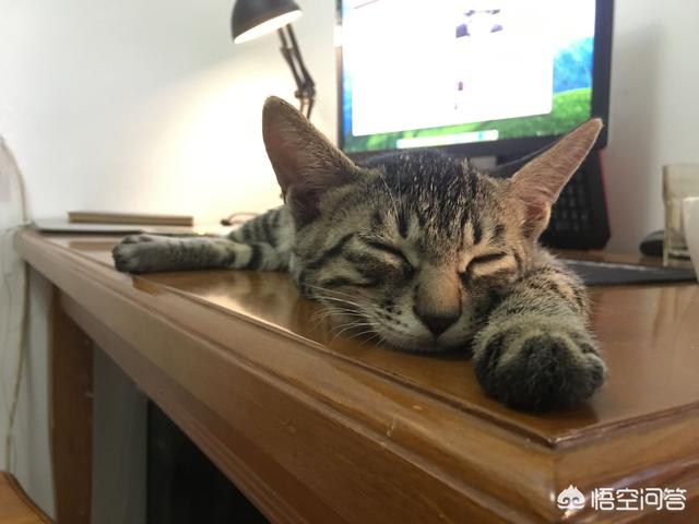上海伴游招聘喵姐:春节将至，外地工作的你们是如何安置猫咪的呢