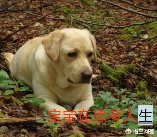 养英国雪达犬是种怎样的体验:养了一只拉布拉多后会怎样？