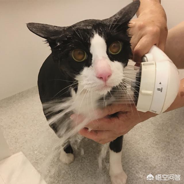 怎样养猫狗:打算养宠物猫或狗需要做什么？ 怎样同时养猫和狗