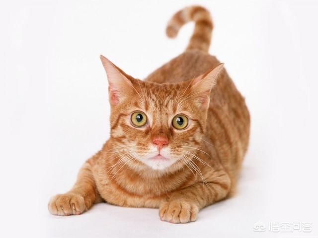 广西玉林狗贩子:农村搬迁之后，遗留下来的猫和狗，最后都怎么样了？