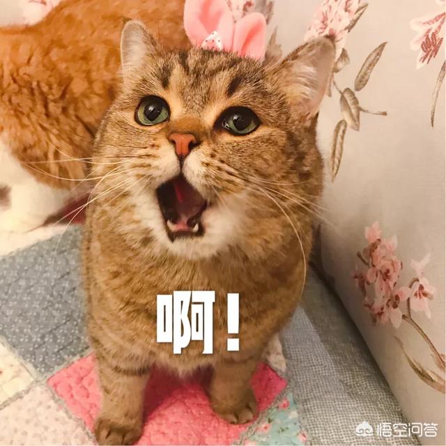 萌猫图片:世界上最好看的猫是什么猫？