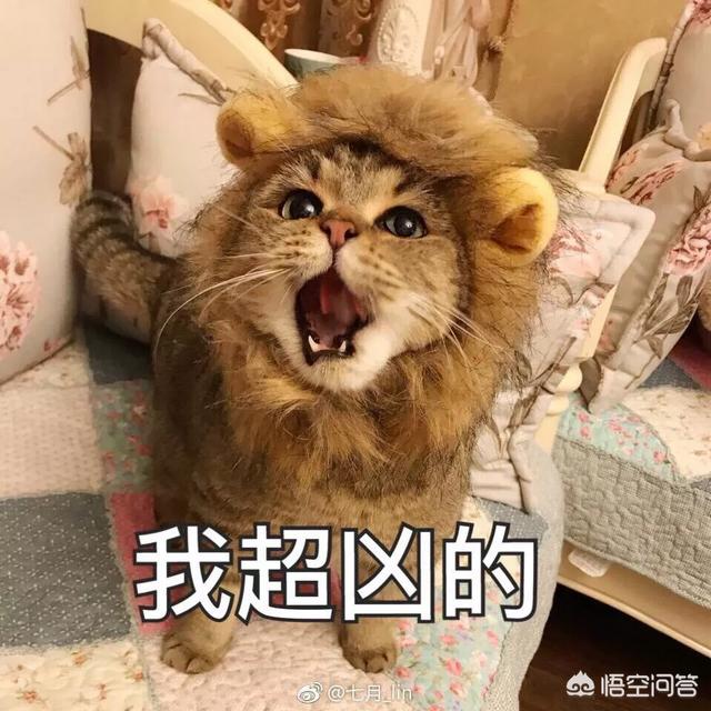 萌猫图片:世界上最好看的猫是什么猫？