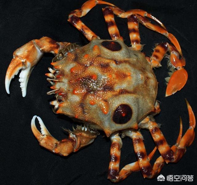 观赏蟹种类图片大全:蟹的种类与图片大全 海蟹有哪些品种，怎么区分？
