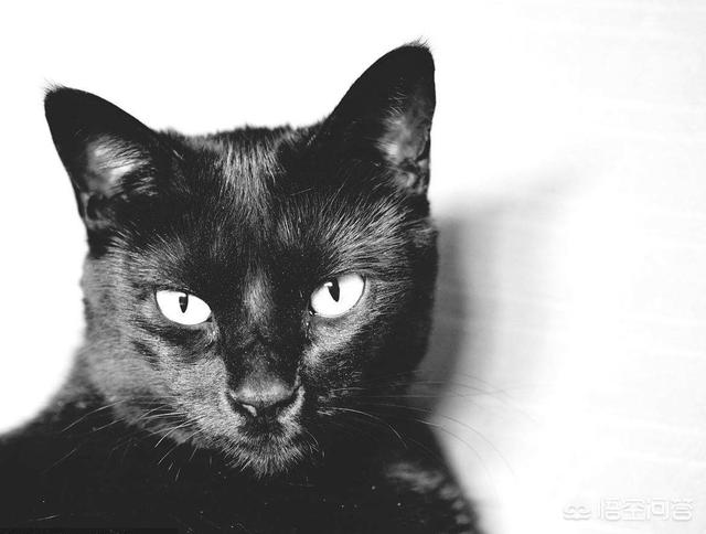 一只黑猫:一只黑猫把一只白猫从河里救起来 我养了一只黑猫，有什么讲究和说法吗？