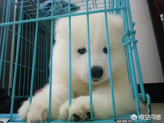 大型狗狗品种大全:哪种品种的大型犬值得饲养？