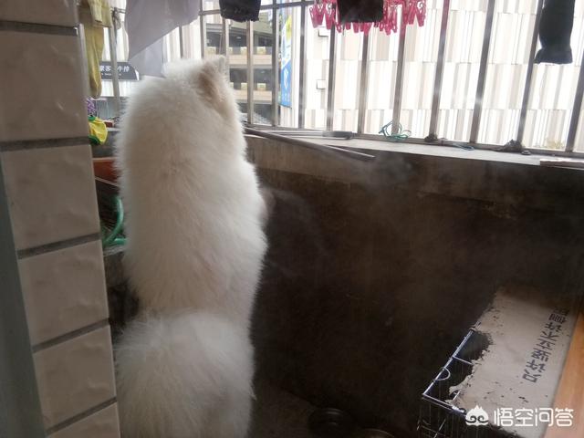 超大型犬:哪种品种的大型犬值得饲养？ 超大型犬品种排名