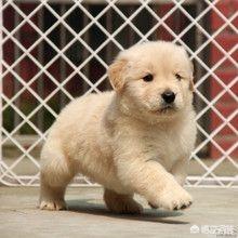 鸡肝不能和什么一起吃:为什么有人说狗狗不能吃鸡肝？