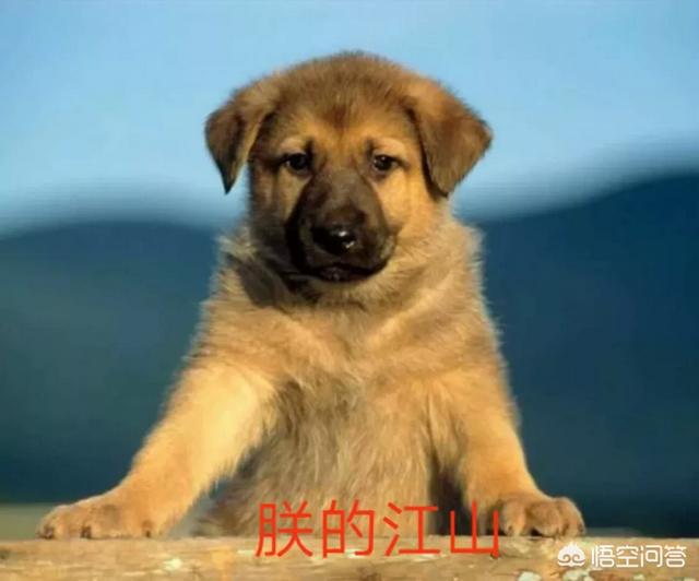 中国土狗凶猛吗:为什么土狗在城市里不好养？ 中国哪里的土狗体型比较大